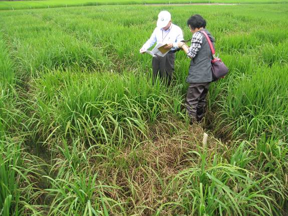 稻熱病好發季節到  防檢局提防治3招「氮肥減量、施藥及引水灌溉」可減少損失